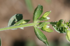 Crotalaria madurensis